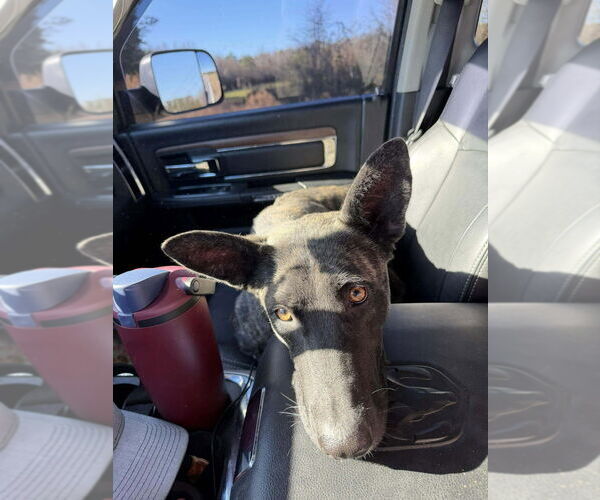 Medium Photo #1 Holland Shepherd-Unknown Mix Puppy For Sale in Imlay City, MI, USA