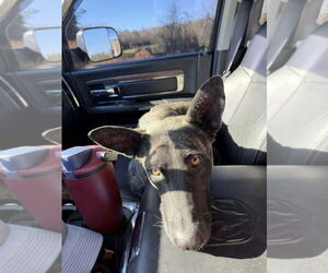 Holland Shepherd-Unknown Mix Dogs for adoption in Imlay City, MI, USA