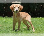 Small #2 Golden Retriever