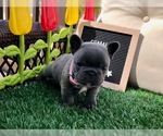 Small Photo #6 French Bulldog Puppy For Sale in RIVERSIDE, CA, USA
