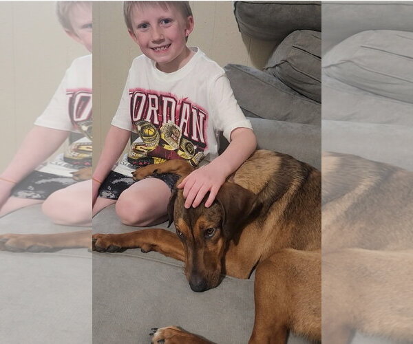 Medium Photo #5 Doberman Pinscher-Unknown Mix Puppy For Sale in Sandy, UT, USA