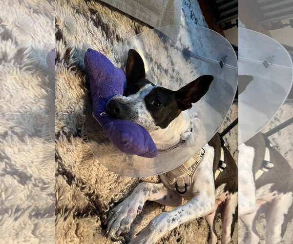 Medium Photo #8 Border Collie-Unknown Mix Puppy For Sale in Oakhurst, NJ, USA