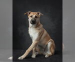 Small #8 Mutt