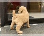 Small Photo #5 Poodle (Standard) Puppy For Sale in WILSONVILLE, OR, USA