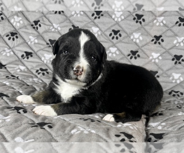 Medium Photo #29 Australian Shepherd Puppy For Sale in SALISBURY, NC, USA
