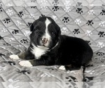 Small Photo #29 Australian Shepherd Puppy For Sale in SALISBURY, NC, USA