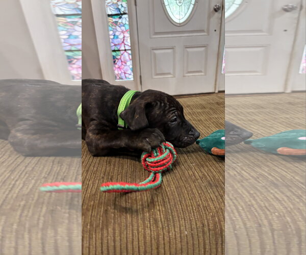 Medium Photo #10 Staffordshire Bull Terrier-Unknown Mix Puppy For Sale in Holly Springs, NC, USA