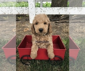 Goldendoodle (Miniature) Puppy for sale in GOSHEN, IN, USA