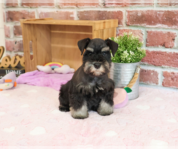 Medium Photo #6 Schnauzer (Miniature) Puppy For Sale in SYRACUSE, IN, USA