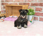 Small #5 Schnauzer (Miniature)