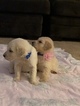 Small Photo #33 Goldendoodle Puppy For Sale in VACAVILLE, CA, USA