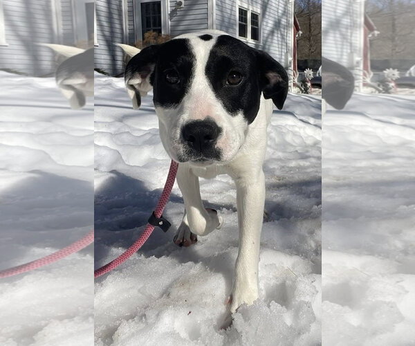 Medium Photo #1 Labrador Retriever-Unknown Mix Puppy For Sale in Alexander, AR, USA