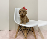 Small Photo #9 Australian Labradoodle Puppy For Sale in MACON, IL, USA