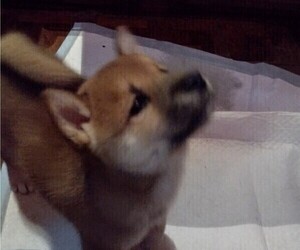 Shiba Inu Litter for sale in NEW BERN, NC, USA