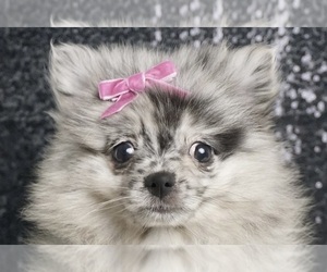 Pomeranian Litter for sale in WARSAW, IN, USA