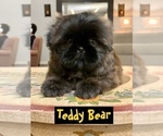 Small Photo #1 Shih Tzu Puppy For Sale in SUGAR HILL, GA, USA