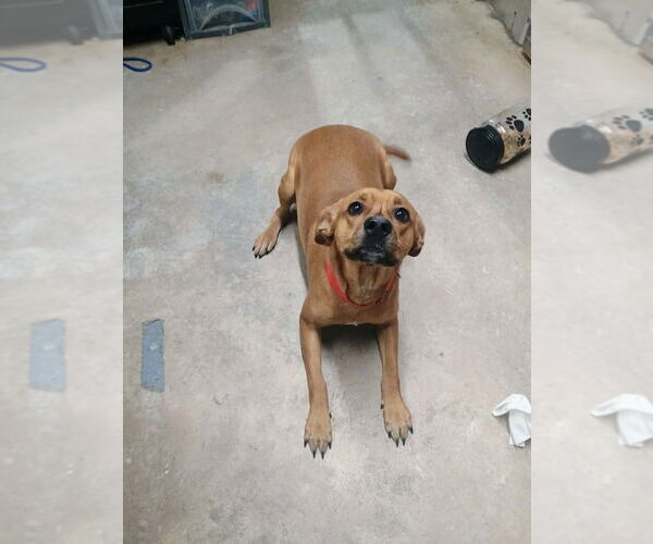 Medium Photo #1 Labrador Retriever-Unknown Mix Puppy For Sale in Benton, PA, USA