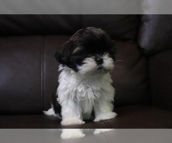Medium Photo #2 Shih Tzu Puppy For Sale in HIALEAH, FL, USA