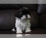 Small Photo #2 Shih Tzu Puppy For Sale in HIALEAH, FL, USA