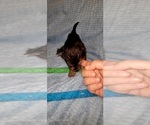 Small Photo #347 Yorkshire Terrier Puppy For Sale in AKRON, OH, USA