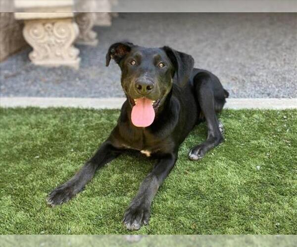 Medium Photo #3 Doberman Pinscher-Labrador Retriever Mix Puppy For Sale in Moreno Valley, CA, USA