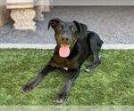 Small #2 Doberman Pinscher-Labrador Retriever Mix