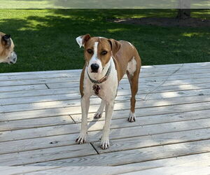 Labrador Retriever-Unknown Mix Dogs for adoption in New London, WI, USA