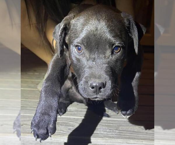 Medium Photo #1 American Staffordshire Terrier-Unknown Mix Puppy For Sale in San Antonio, TX, USA