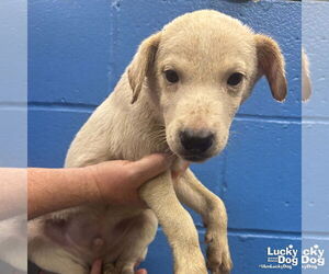 Labrador Retriever-Unknown Mix Dogs for adoption in Washington, DC, USA