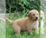 Small Photo #4 Goldendoodle Puppy For Sale in WAYNESVILLE, MO, USA