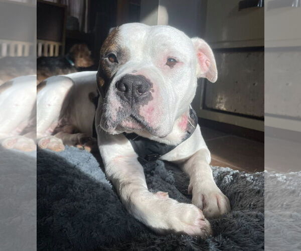 Medium Photo #6 American Pit Bull Terrier-Unknown Mix Puppy For Sale in St. Louis Park, MN, USA