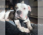 Small #5 American Pit Bull Terrier Mix
