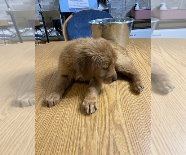 Medium Photo #15 Golden Retriever Puppy For Sale in BRANDON, FL, USA