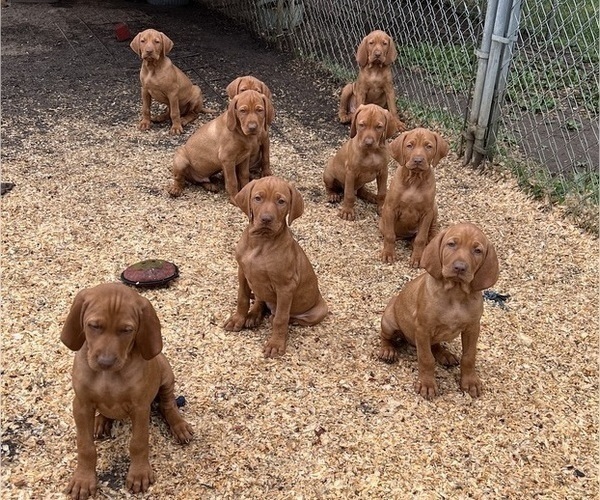 Medium Photo #2 Vizsla Puppy For Sale in OTTUMWA, IA, USA