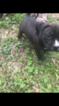 Small Photo #1 American Pit Bull Terrier Puppy For Sale in GRIFFIN, GA, USA