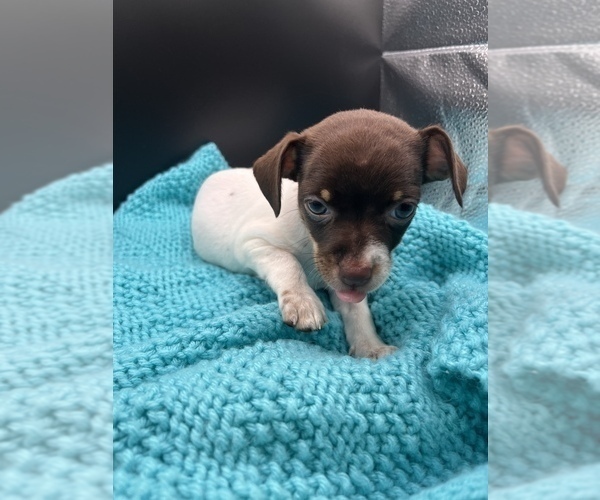 Medium Photo #1 Jack Chi Puppy For Sale in SAINT AUGUSTINE, FL, USA
