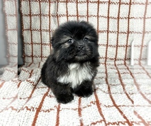 Shih Tzu Puppy for sale in FRANKLIN, IN, USA