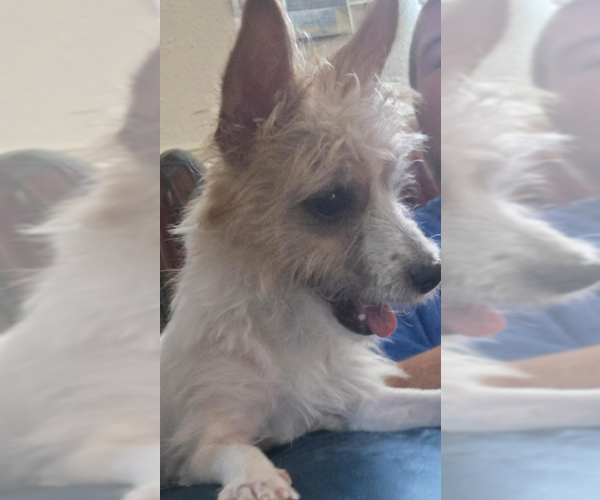 Medium Photo #2 Mutt Puppy For Sale in Cranston, RI, USA