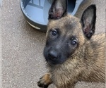 Small Photo #35 Belgian Malinois Puppy For Sale in HARKER HEIGHTS, TX, USA