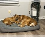 Small #2 Canaan Dog-Labrador Retriever Mix