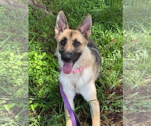 Mila 3171 - Female German Shepherd Dog Dog for Adoption - Photo #3