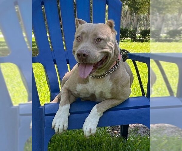 Medium Photo #2 American Pit Bull Terrier Puppy For Sale in Davie, FL, USA