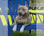 Small Photo #2 American Pit Bull Terrier Puppy For Sale in Davie, FL, USA