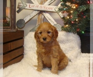 Goldendoodle (Miniature) Puppy for sale in HULL, IA, USA