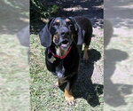 Small #1 Basset Hound-German Shepherd Dog Mix