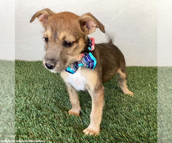 Medium Photo #2 Jack Russell Terrier-Miniature Schnauzer Mix Puppy For Sale in San Diego, CA, USA