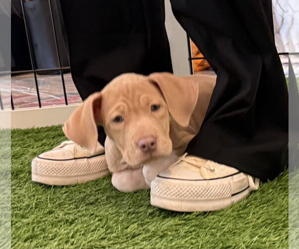 Medium Photo #5 Mutt Puppy For Sale in Sanford, FL, USA