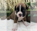 Small #12 Boxer