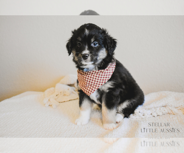 Medium Photo #19 Miniature Australian Shepherd Puppy For Sale in FORT RUCKER, AL, USA