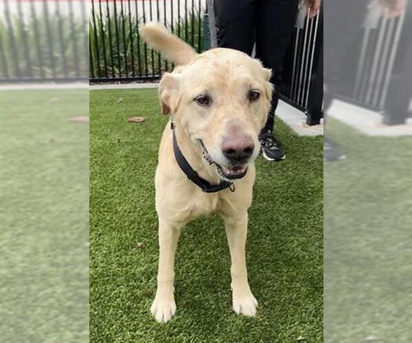 Medium Photo #2 Labrador Retriever-Unknown Mix Puppy For Sale in Baytown, TX, USA
